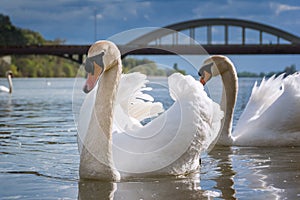 Peaceful white swans floating on Vah river near brudge Piestany