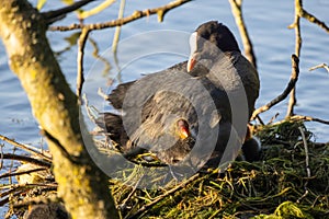 Eurasian Coot, Fulica atra, with Chick on a Nest photo