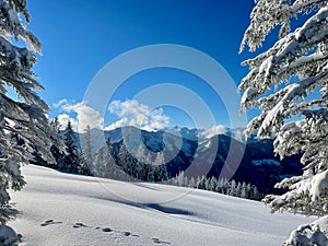 Peaceful winter landscape deeply covered in snow, framed by pine trees. Laterns, Vorarlberg, Austria.