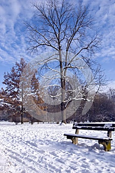 Peaceful winter park with snow, wintery tree and romantic bench