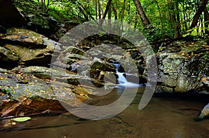 Peaceful Woodland Stream