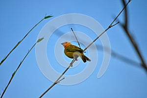 Peaceful yellow bird