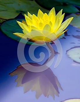 Peaceful Sublime Yellow Lotus with Reflection photo