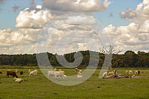 Peacefull cows and cloads photo