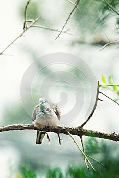 Peacefull dove of geopelia placida perched on a branch photo