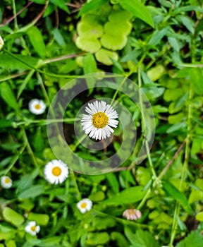 peacefull greeny garden field flower photo