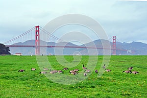 Peacefull meadow, Golden Gate Bridge, San Francisco Bay