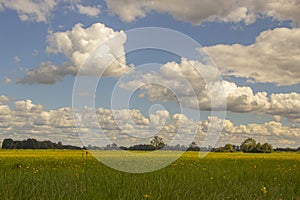 Peacefull meadow under fluffy cloads