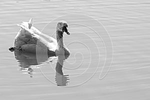 Peacefull Swan photo