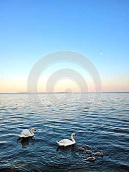 Peacefull swans family on the water photo