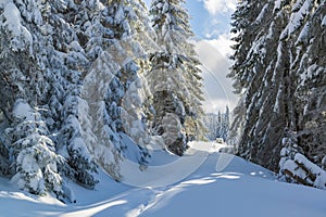Peacefull winter landscape
