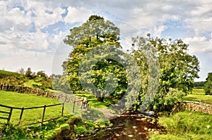 Peacefully flowing stream with overhanging trees