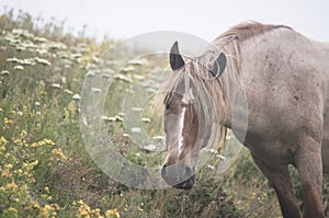 Peacefully grazing