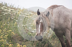 Peacefully grazing photo