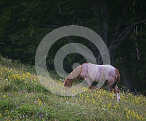 Peacefully grazing photo