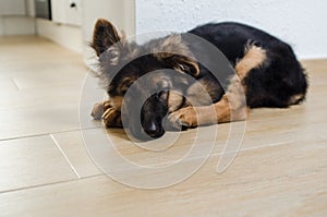 Peacefully sleeping German shepherd puppy