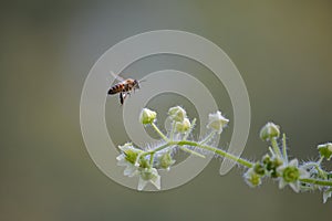 Peacefulness, freedom, softness and a bee