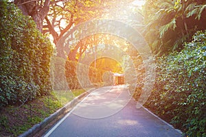 Peacful road in a park at sunset