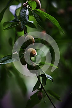 peach photo