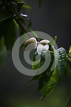 peach photo