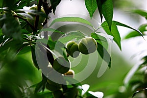 peach photo