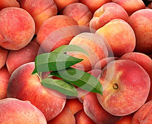 Peach Background With Juicy Fresh Fruit