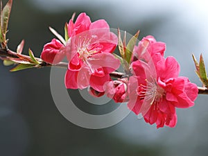 Peach blossom-0003