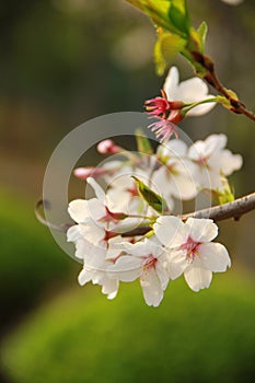 Peach blossom