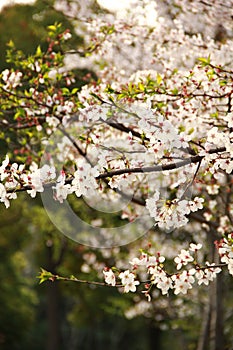 Peach blossom