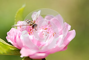 Peach blossom