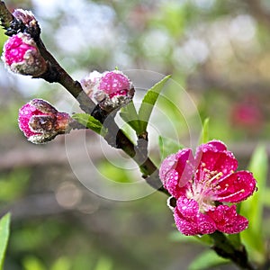 Peach blossom