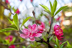 Peach blossom