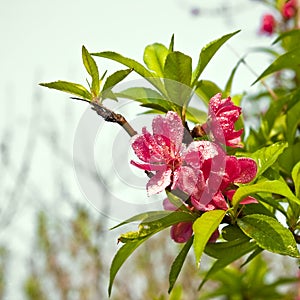 Peach blossom