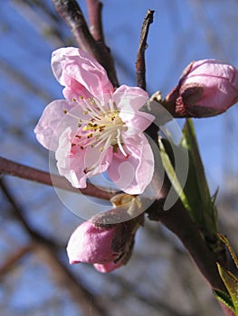 Peach blossom