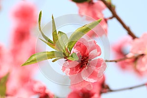 Peach blossom