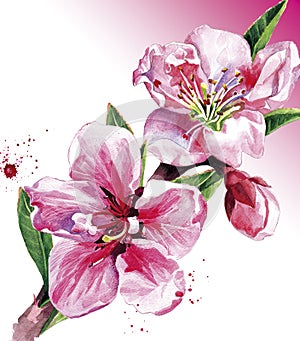 Peach blossom