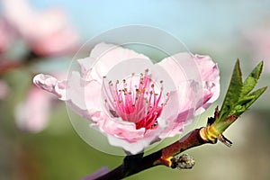 Peach Blossom