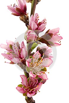 Peach Blossom