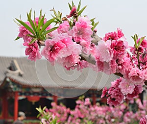 Peach blossom