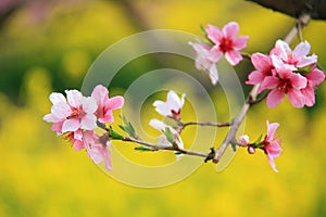 Peach blossom