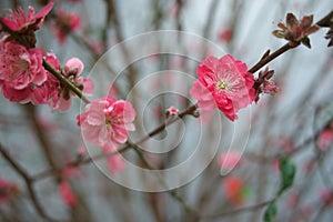 peach blossom