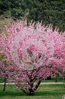 Peach blossom