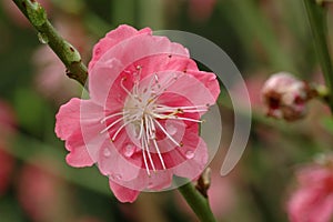 Peach blossom