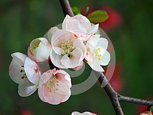 Peach blossom photo