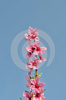 Peach blossom