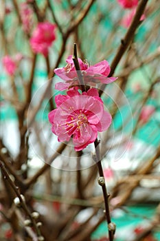 Peach blossom