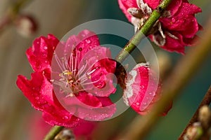 Peach blossom