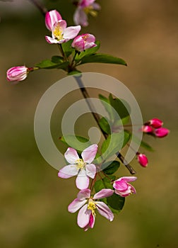 Peach blossom