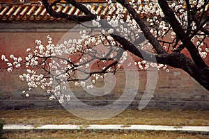 peach blossom