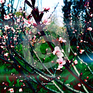 peach blossom